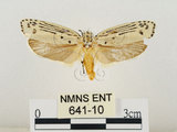 中文名:線紋篩蛾(點帶織蛾)(641-10)學名:Ethmia lineatonotella (Moore, 1867)(641-10)