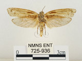 中文名:線紋篩蛾(點帶織蛾)(725-936)學名:Ethmia lineatonotella (Moore, 1867)(725-936)