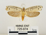 中文名:線紋篩蛾(點帶織蛾)(725-974)學名:Ethmia lineatonotella (Moore, 1867)(725-974)