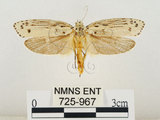 中文名:線紋篩蛾(點帶織蛾)(725-967)學名:Ethmia lineatonotella (Moore, 1867)(725-967)