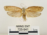 中文名:線紋篩蛾(點帶織蛾)(725-941)學名:Ethmia lineatonotella (Moore, 1867)(725-941)