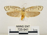 中文名:線紋篩蛾(點帶織蛾)(725-941)學名:Ethmia lineatonotella (Moore, 1867)(725-941)
