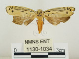 中文名:線紋篩蛾(點帶織蛾)(1130-1034)學名:Ethmia lineatonotella (Moore, 1867)(1130-1034)