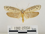 中文名:線紋篩蛾(點帶織蛾)(1282-27250)學名:Ethmia lineatonotella (Moore, 1867)(1282-27250)