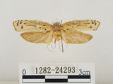 中文名:線紋篩蛾(點帶織蛾)(1282-24293)學名:Ethmia lineatonotella (Moore, 1867)(1282-24293)