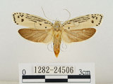 中文名:線紋篩蛾(點帶織蛾)(1282-24506)學名:Ethmia lineatonotella (Moore, 1867)(1282-24506)