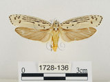 中文名:線紋篩蛾(點帶織蛾)(1728-136)學名:Ethmia lineatonotella (Moore, 1867)(1728-136)