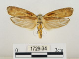 中文名:線紋篩蛾(點帶織蛾)(1729-34)學名:Ethmia lineatonotella (Moore, 1867)(1729-34)