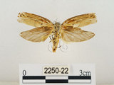 中文名:線紋篩蛾(點帶織蛾)(2250-22)學名:Ethmia lineatonotella (Moore, 1867)(2250-22)
