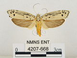 中文名:線紋篩蛾(點帶織蛾)(4207-668)學名:Ethmia lineatonotella (Moore, 1867)(4207-668)
