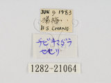 中文名:小黃斑弄蝶(1282-210...