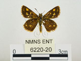 中文名:小黃斑弄蝶(6220-20)學名:Ampittia dioscorides etura (Mabille, 1891)(6220-20)
