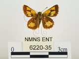 中文名:小黃斑弄蝶(6220-35)學名:Ampittia dioscorides etura (Mabille, 1891)(6220-35)