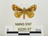 中文名:小黃斑弄蝶(6220-37)學名:Ampittia dioscorides etura (Mabille, 1891)(6220-37)