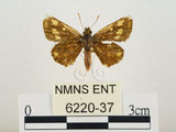 中文名:小黃斑弄蝶(6220-37)學名:Ampittia dioscorides etura (Mabille, 1891)(6220-37)