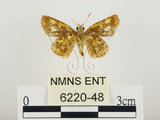 中文名:小黃斑弄蝶(6220-48)學名:Ampittia dioscorides etura (Mabille, 1891)(6220-48)