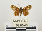 中文名:小黃斑弄蝶(6220-48)學名:Ampittia dioscorides etura (Mabille, 1891)(6220-48)