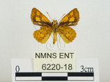中文名:小黃斑弄蝶(6220-18)學名:Ampittia dioscorides etura (Mabille, 1891)(6220-18)