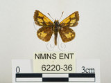 中文名:小黃斑弄蝶(6220-36)學名:Ampittia dioscorides etura (Mabille, 1891)(6220-36)