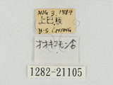 中文名:大型小黃紋弄蝶(1282-2...