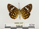 中文名:大型小黃紋弄蝶(6162-47)學名:Celaenorrhinus maculosus taiwanus Matsumura, 1919(6162-47)