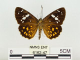 中文名:大型小黃紋弄蝶(6162-47)學名:Celaenorrhinus maculosus taiwanus Matsumura, 1919(6162-47)