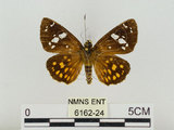中文名:大型小黃紋弄蝶(6162-24)學名:Celaenorrhinus maculosus taiwanus Matsumura, 1919(6162-24)