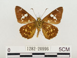 中文名:蓬萊小黃紋弄蝶(1282-20996)學名:Celaenorrhinus pulomaya formosanus Fruhstorfer, 1909(1282-20996)