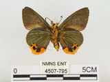 中文名:褐翅綠弄蝶(4507-795)學名:Choaspes xanthopogon chrysopterus Hsu, 1988(4507-795)