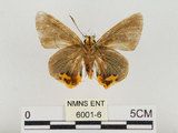 中文名:褐翅綠弄蝶(6001-6)學名:Choaspes xanthopogon chrysopterus Hsu, 1988(6001-6)