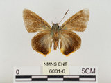 中文名:褐翅綠弄蝶(6001-6)學名:Choaspes xanthopogon chrysopterus Hsu, 1988(6001-6)