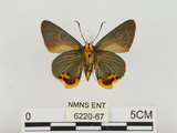 中文名:褐翅綠弄蝶(6220-67)學名:Choaspes xanthopogon chrysopterus Hsu, 1988(6220-67)