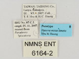 ǦW:Hasora mixta limata Hsu & Huang, 2008(6164-2)