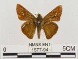 中文名:褐弄蝶(1577-94)學名:Pelopidas mathias oberthueri Evans, 1937(1577-94)