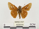 中文名:台灣褐弄蝶(6220-91)學名:Pelopidas sinensis (Mabille, 1877)(6220-91)