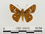 中文名:達邦褐弄蝶(1282-20970)學名:Polytremis eltola tappana (Matsumura, 1919)(1282-20970)