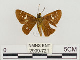 中文名:達邦褐弄蝶(2909-721)學名:Polytremis eltola tappana (Matsumura, 1919)(2909-721)