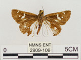 中文名:達邦褐弄蝶(2909-109)學名:Polytremis eltola tappana (Matsumura, 1919)(2909-109)