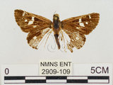 中文名:達邦褐弄蝶(2909-109)學名:Polytremis eltola tappana (Matsumura, 1919)(2909-109)