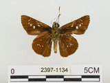 中文名:奇萊褐弄蝶(2397-1134)學名:Polytremis kiraizana (Sonan, 1938)(2397-1134)