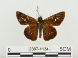 中文名:奇萊褐弄蝶(2397-1134)學名:Polytremis kiraizana (Sonan, 1938)(2397-1134)
