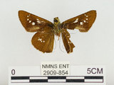 中文名:奇萊褐弄蝶(2909-854)學名:Polytremis kiraizana (Sonan, 1938)(2909-854)