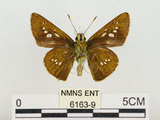 中文名:長紋孔弄蝶(刺紋孔弄蝶) (6163-9)學名:Polytremis zina taiwana Murayama, 1981(6163-9)
