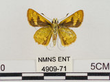 中文名:淡色黃斑弄蝶(4909-71)學名:Potanthus pava (Fruhstorfer, 1911)(4909-71)
