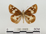 中文名:大白紋弄蝶(1282-20929)學名:Udaspes folus (Cramer, 1775)(1282-20929)