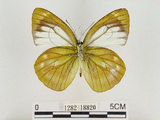 中文名:淡紫粉蝶(淡褐脈粉蝶)(1282-18820)學名:Cepora nandina eunama (Fruhstorfer, 1903)(1282-18820)