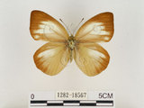 中文名:淡紫粉蝶(淡褐脈粉蝶)(1282-18567)學名:Cepora nandina eunama (Fruhstorfer, 1903)(1282-18567)