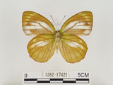 中文名:淡紫粉蝶(淡褐脈粉蝶)(1282-17421)學名:Cepora nandina eunama (Fruhstorfer, 1903)(1282-17421)