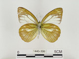 中文名:淡紫粉蝶(淡褐脈粉蝶)(1440-306)學名:Cepora nandina eunama (Fruhstorfer, 1903)(1440-306)