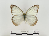 中文名:淡紫粉蝶(淡褐脈粉蝶)(1440-306)學名:Cepora nandina eunama (Fruhstorfer, 1903)(1440-306)